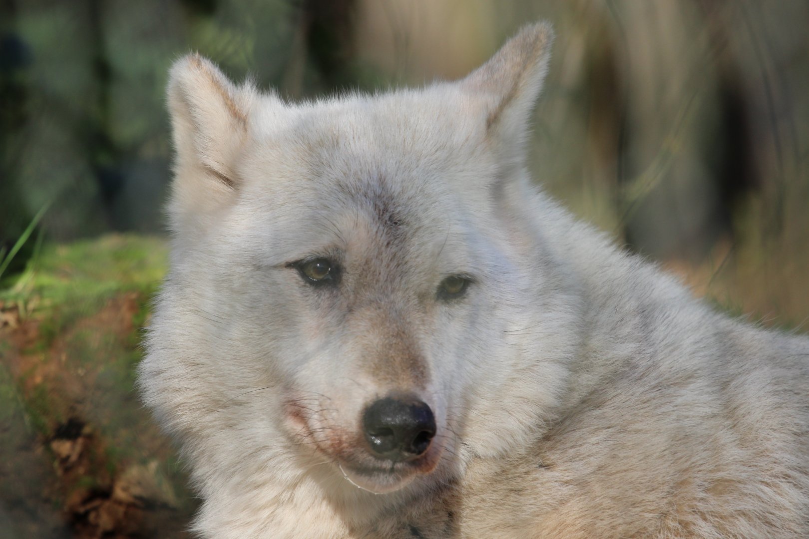 Timber Wolf