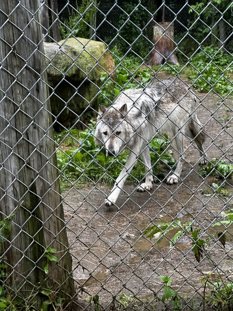 Timber Wolf