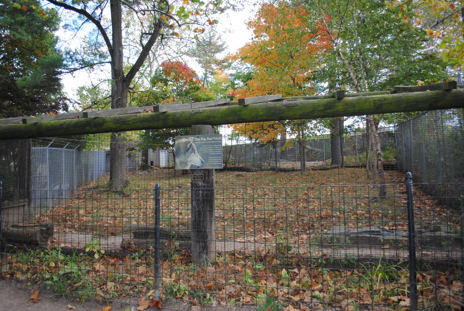 Timber Wolf's Exhibit