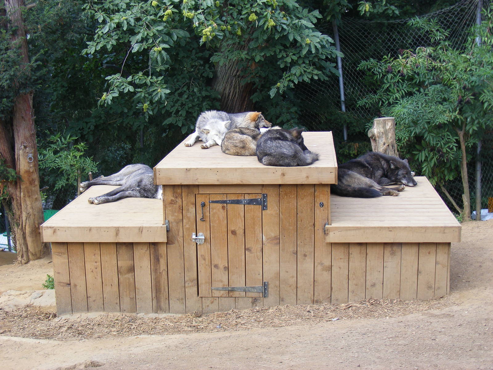 Timber wolves at Colchester Zoo, 17 September 2010