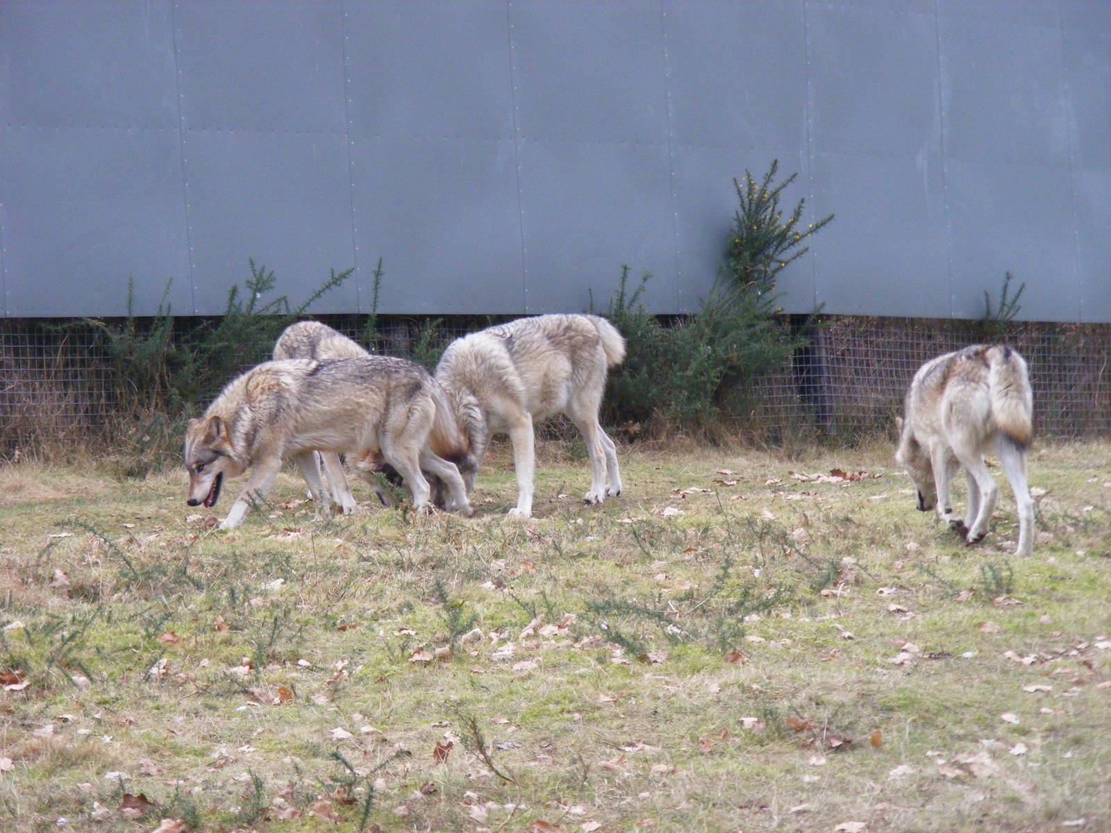 Timber wolves at West Midland Safari Park, 13 February 2010