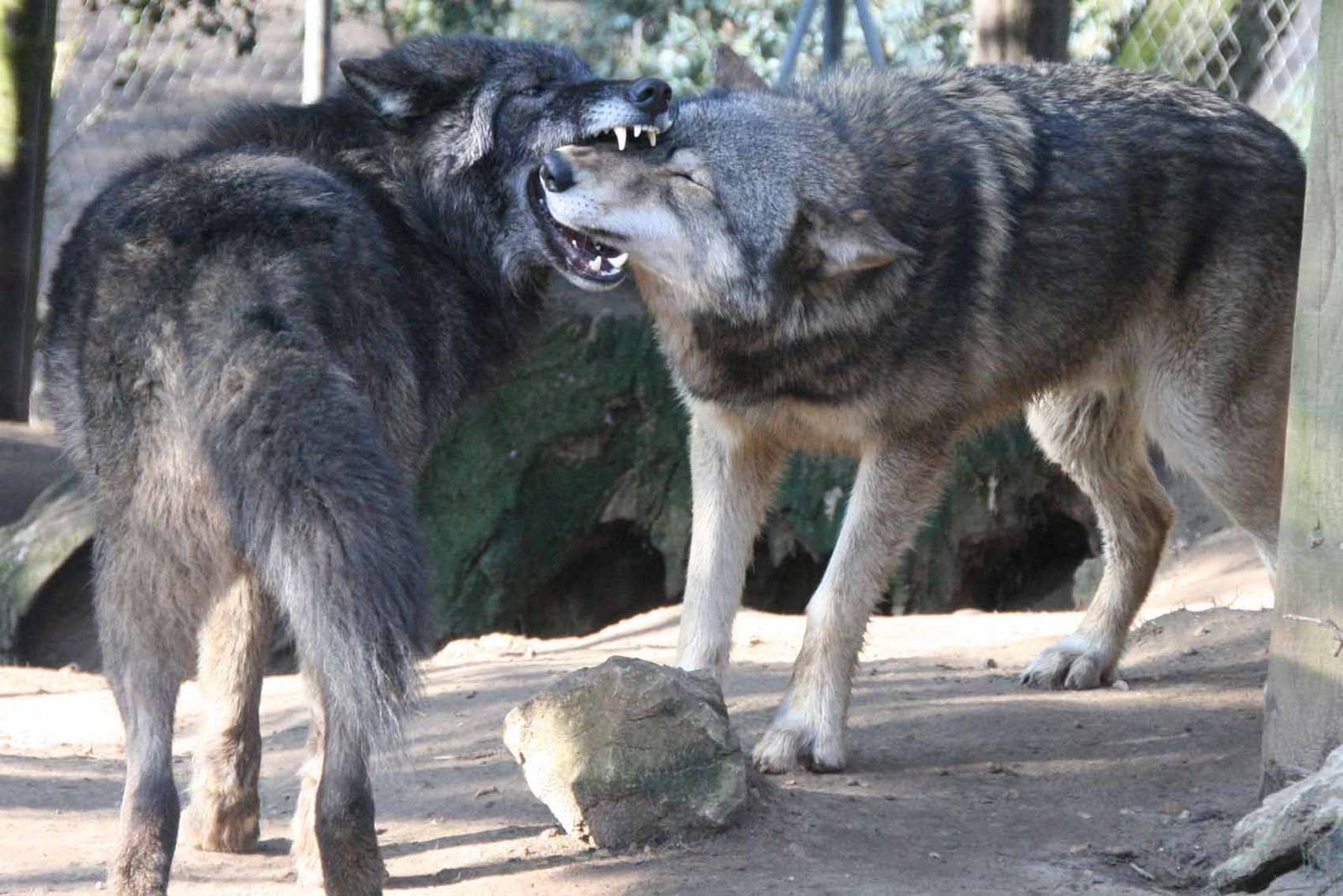 Timber Wolves playing