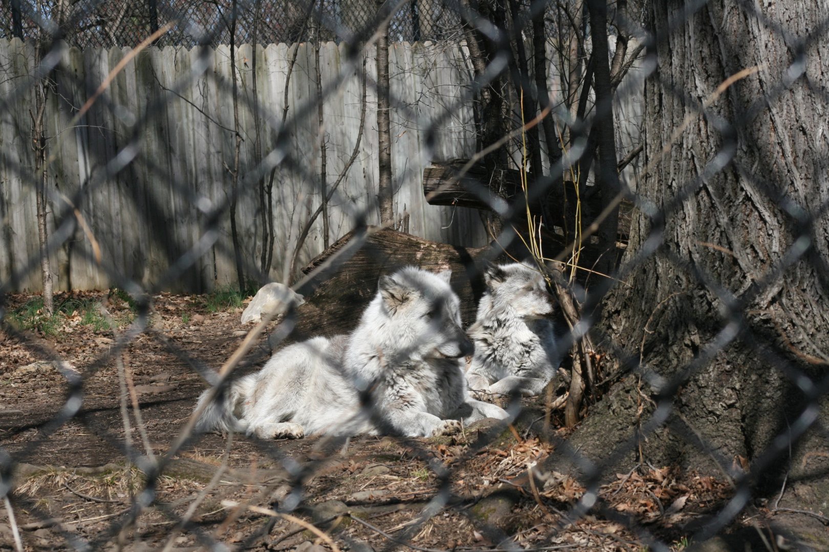 Timber Wolves 'Timber' Front 'Willow' Back