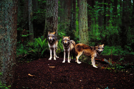 timber wolves