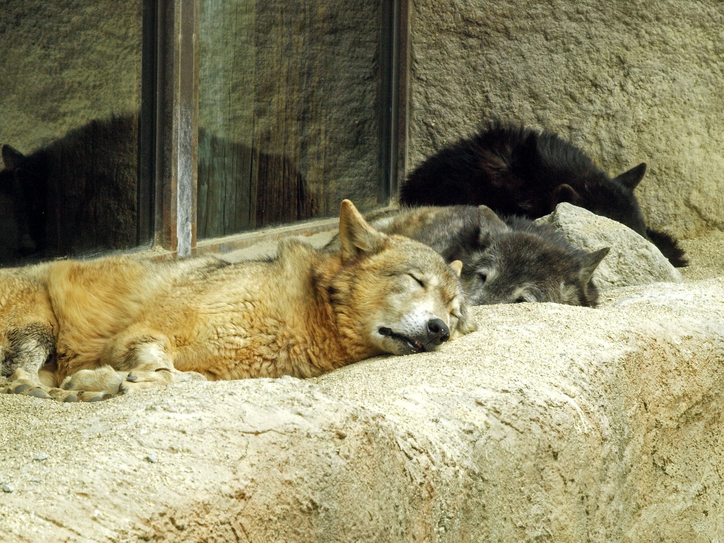 Timber wolves