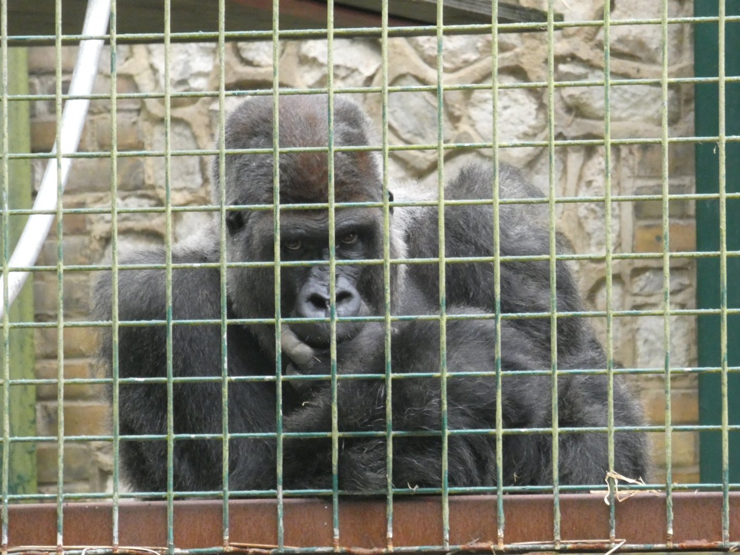 'Timbou', Western Lowland Gorilla