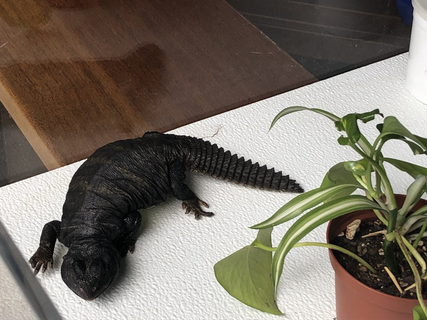 Timbuktu, Mali uromastyx