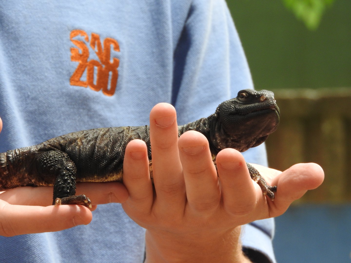 "Timbuktu", Spiny-tailed Mastigure