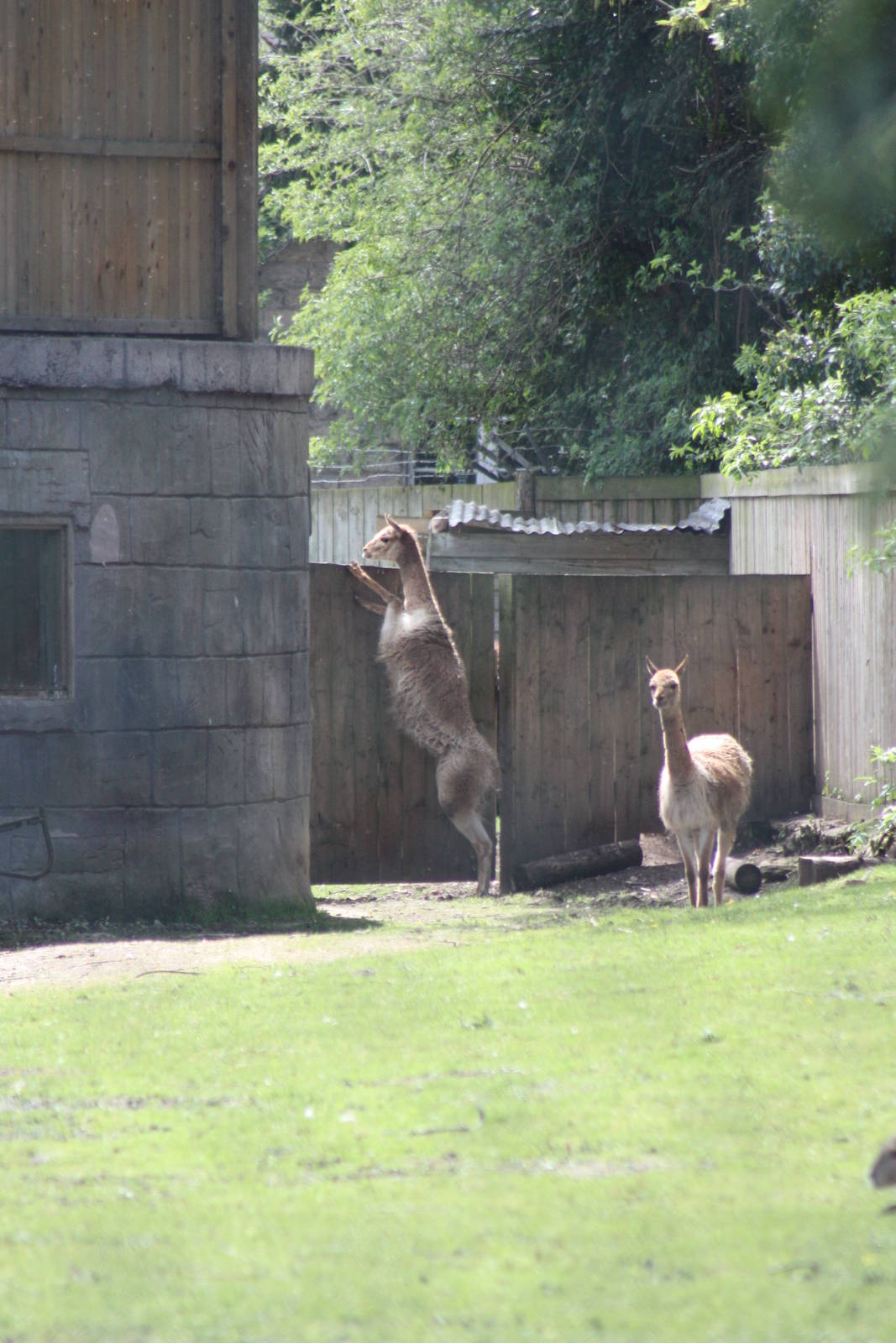 Time for a quick peek at the penguins, 6th May 2014