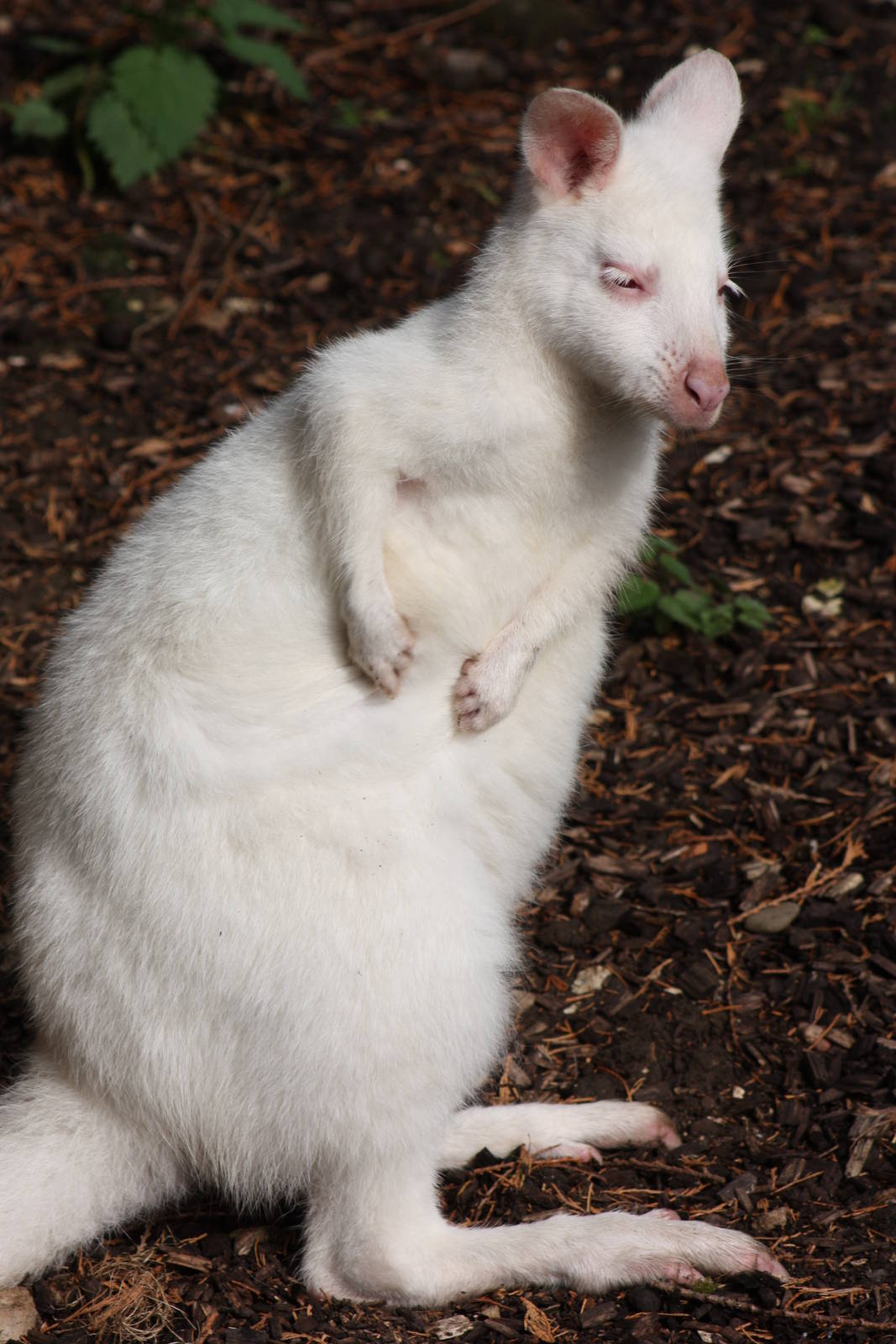 Time for a scratch, 30th September 2014