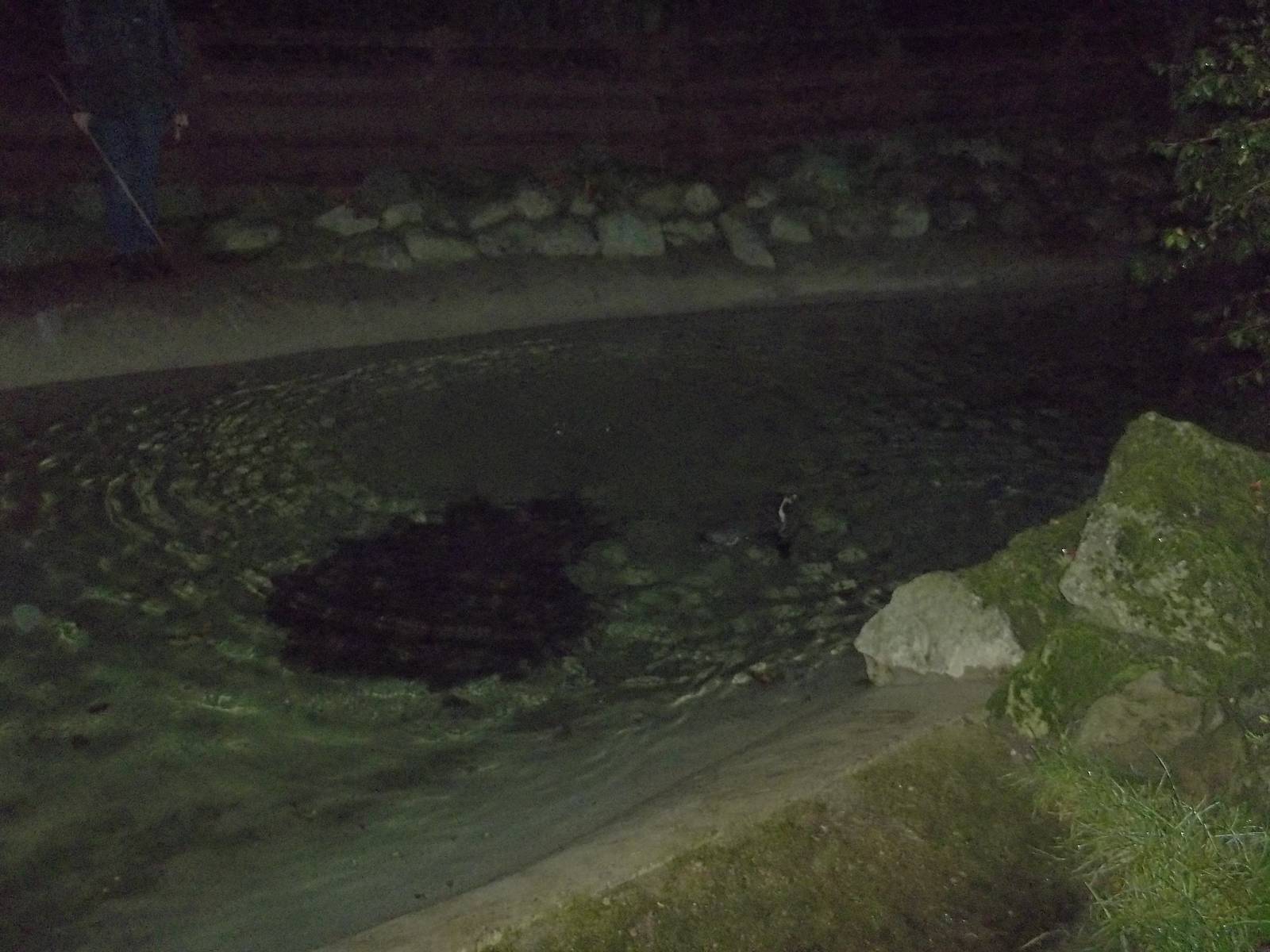 Time for the Great Orange Shark? 15th November 2014