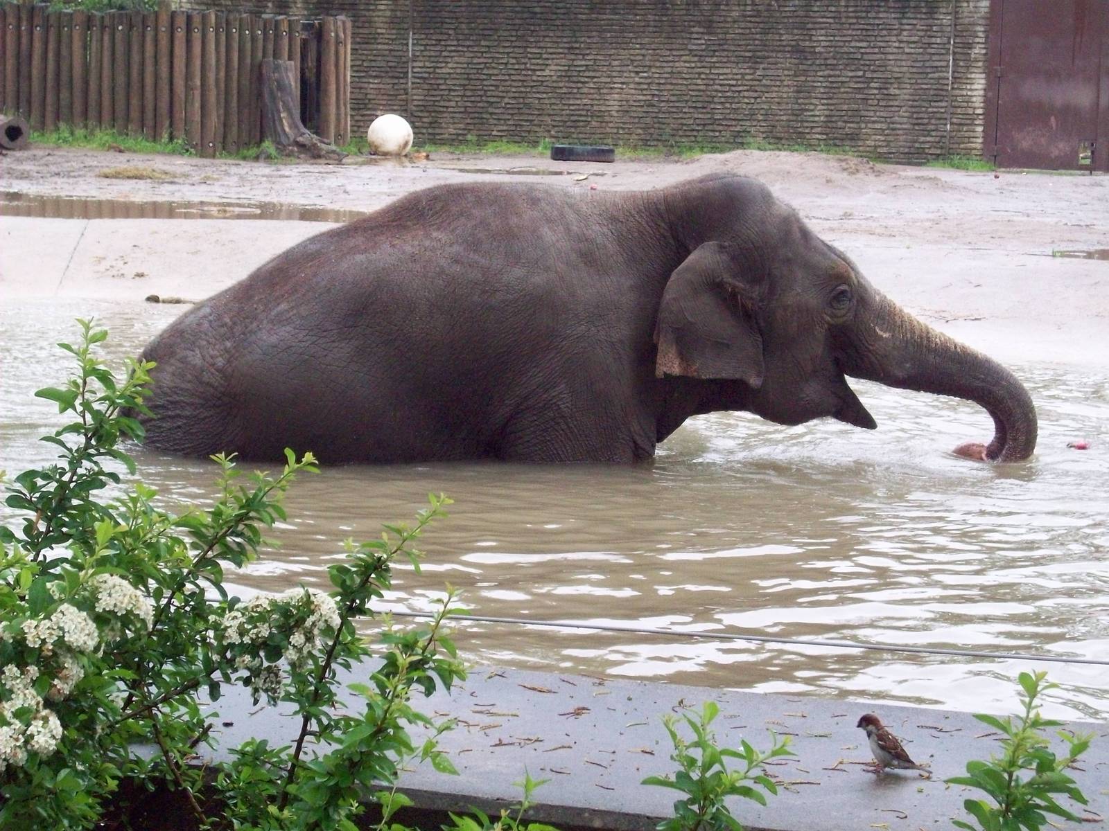 Time to get that apple...