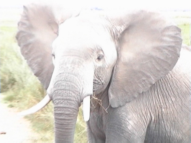 Time to go!-Amboseli