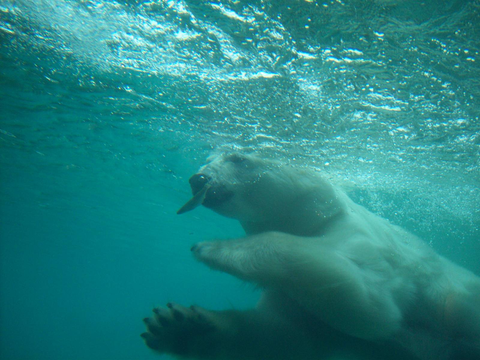 Time to snatch the fish.