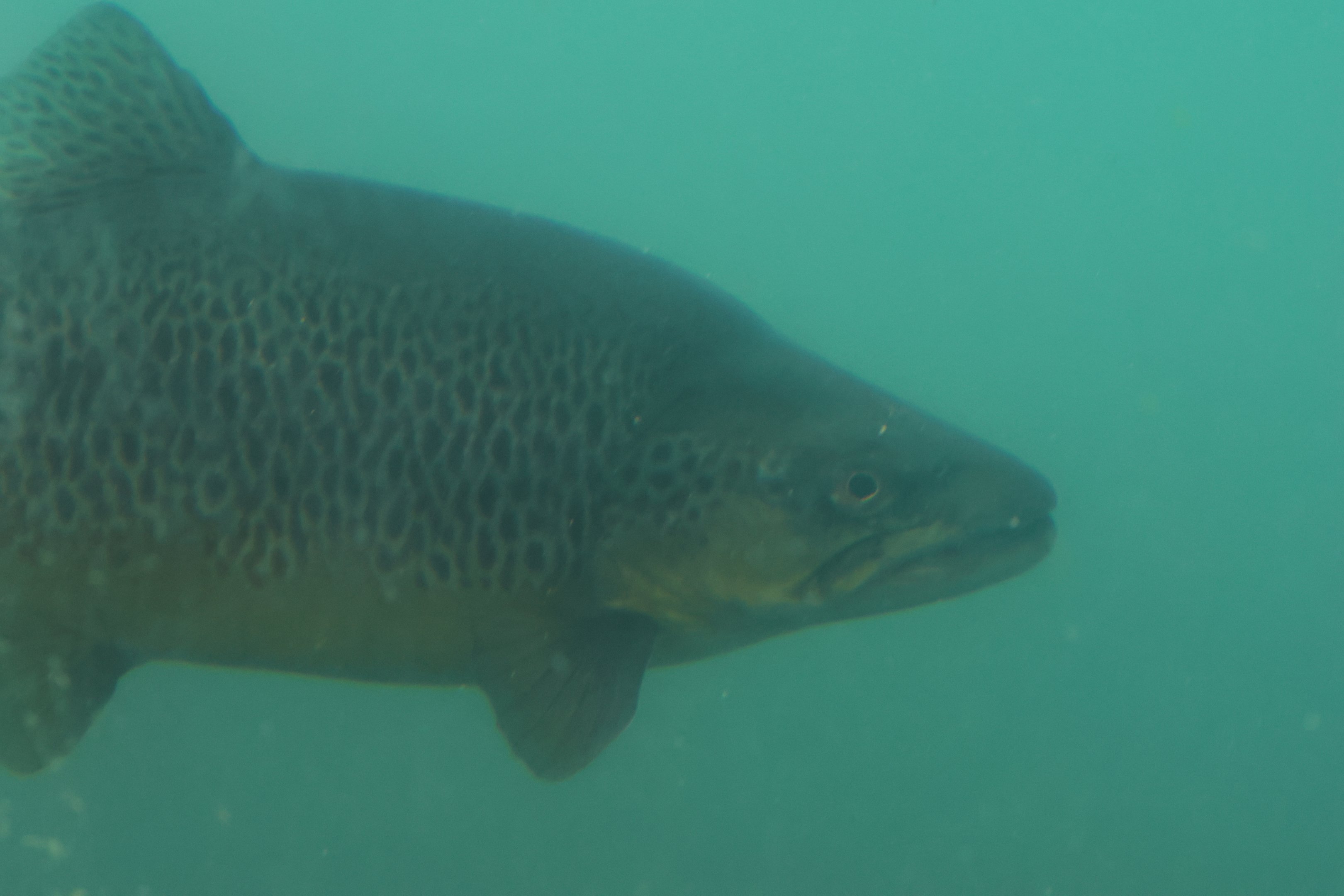 Time Tripper: Brown Trout (Salmo trutta), Lake Wakatipu, Queenstown