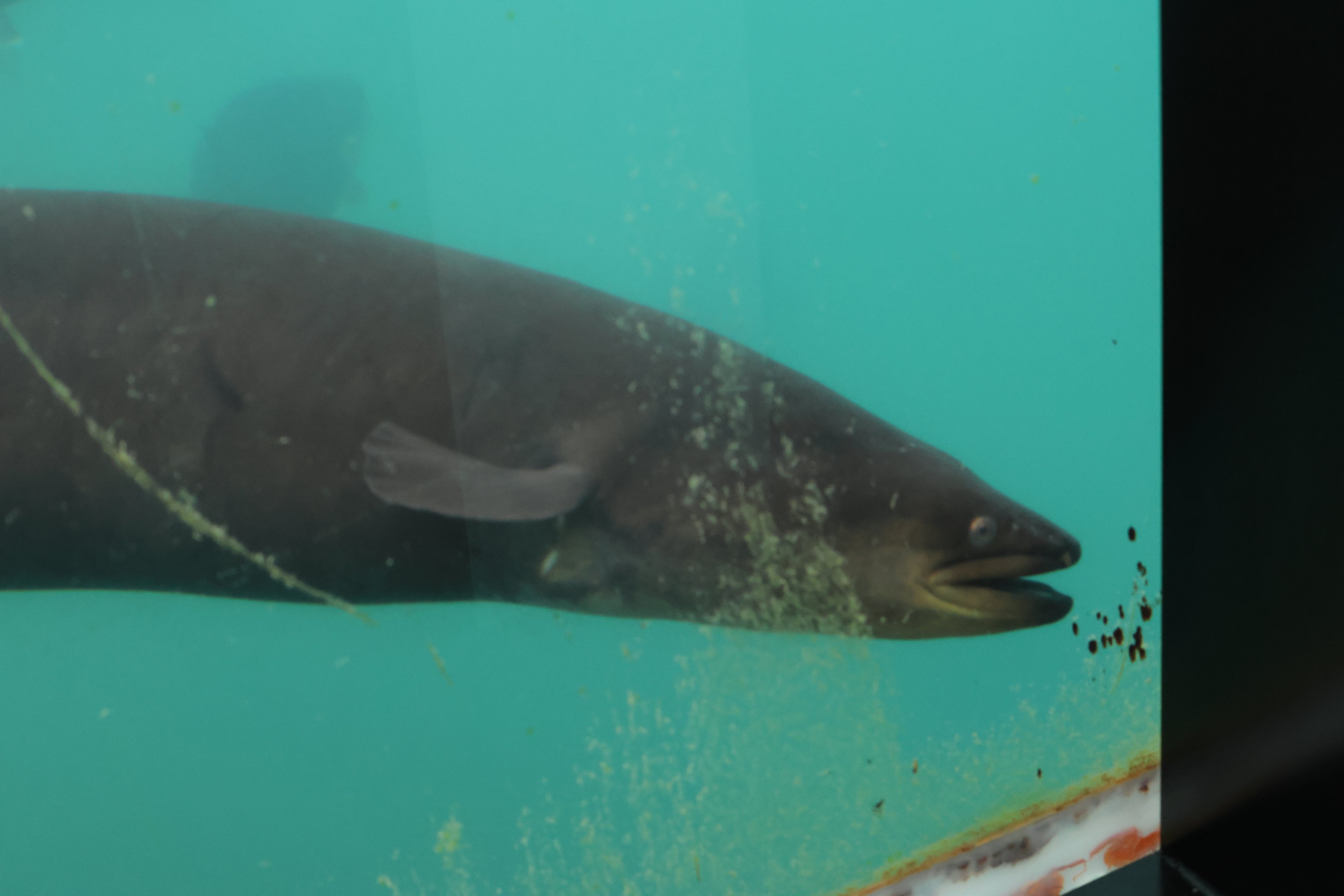 Time Tripper: New Zealand Long-finned Eel (Anguilla dieffenbachii), Lake Wakatipu, Queenstown