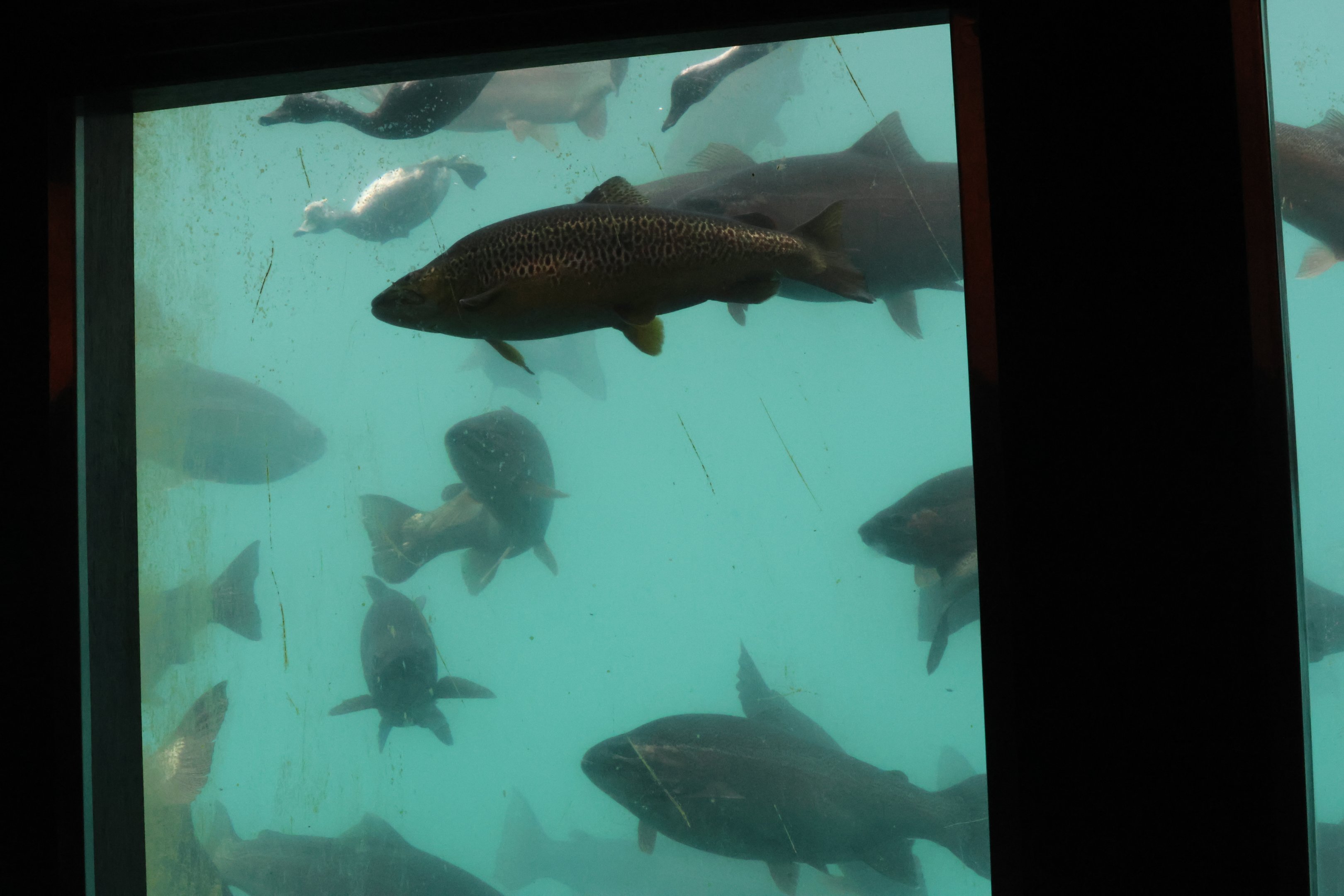 Time Tripper: New Zealand Scaup (Aythya novaeseelandiae) and Trout, Lake Wakatipu, Queenstown