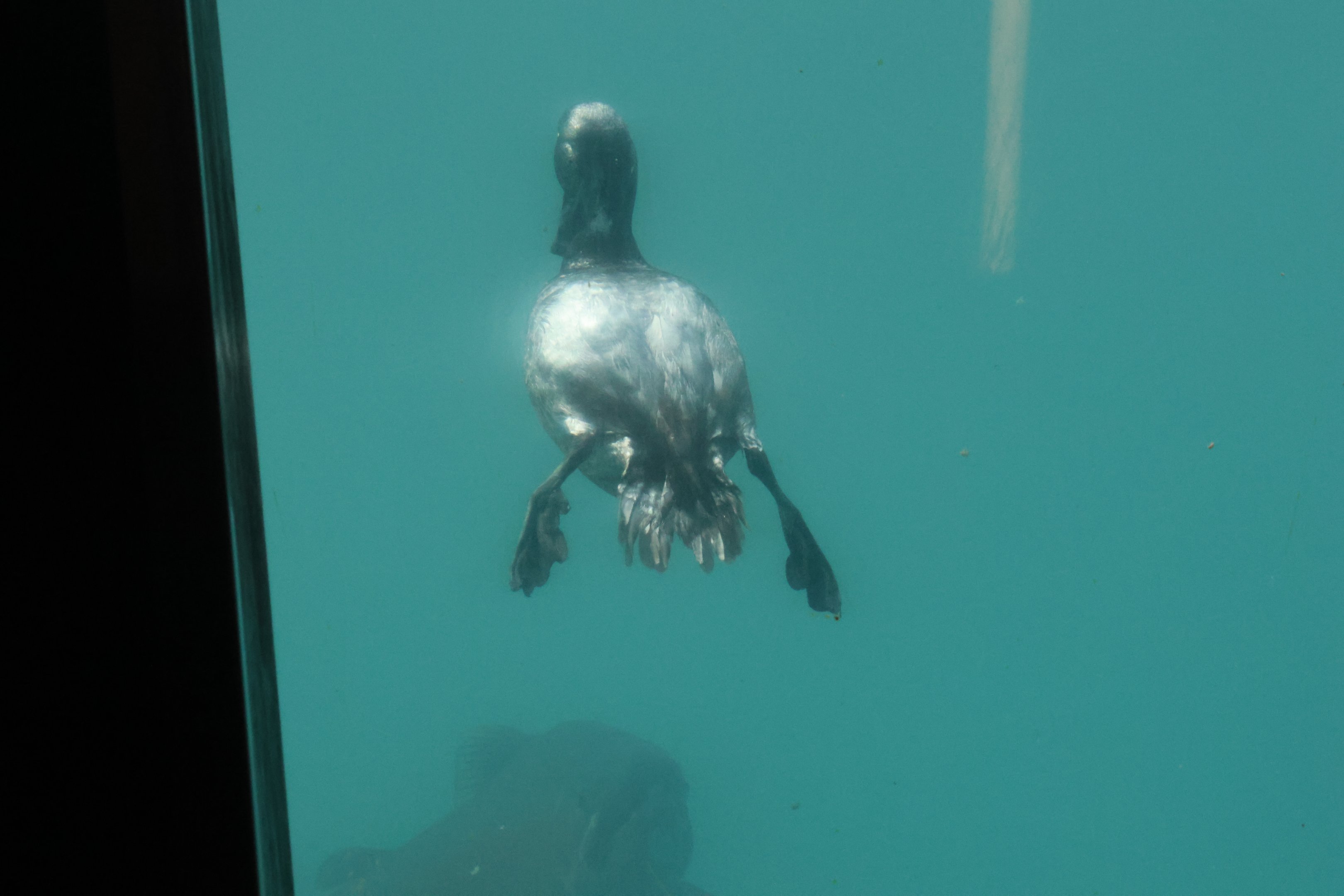 Time Tripper: New Zealand Scaup (Aythya novaeseelandiae) ascending, Lake Wakatipu, Queenstown