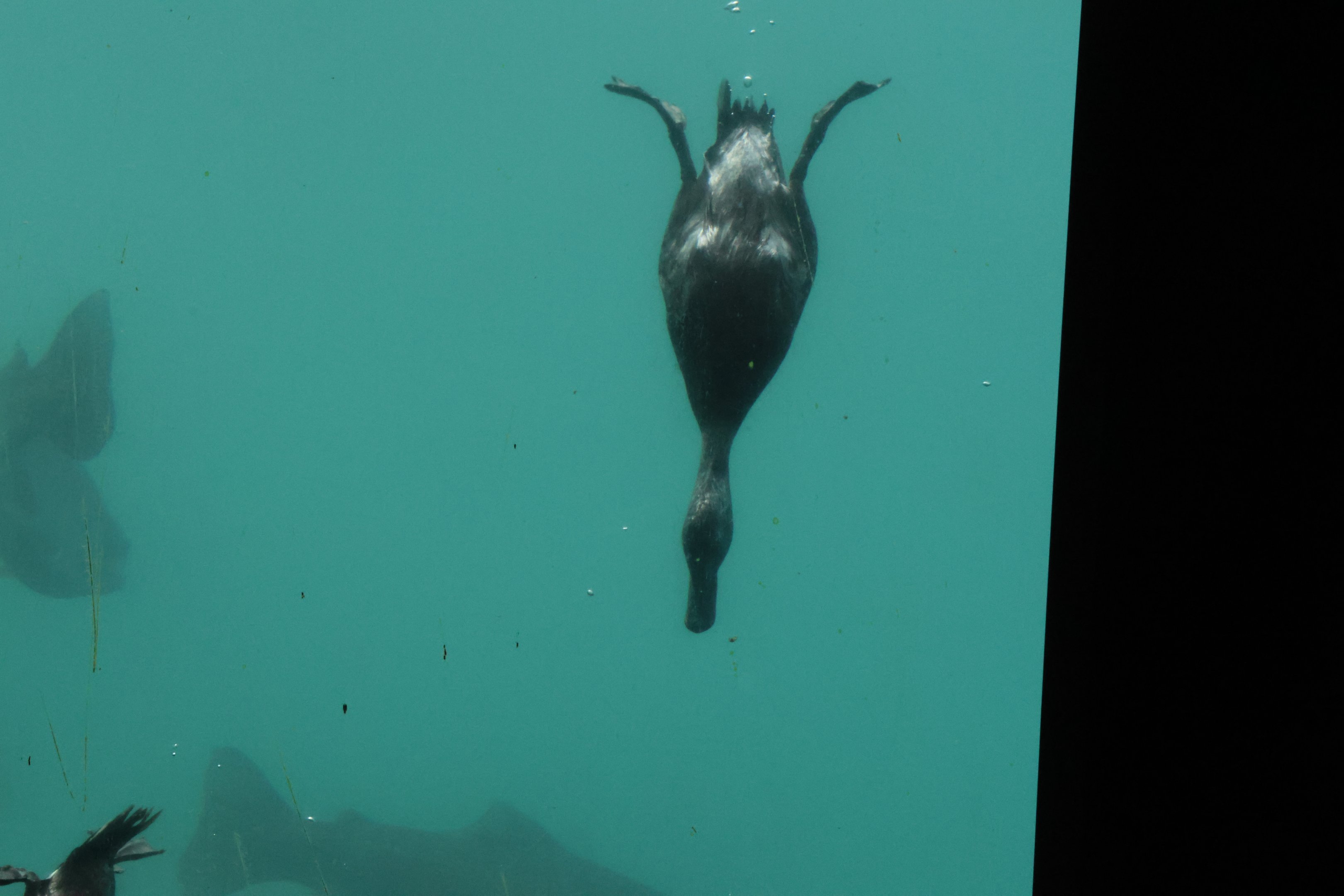 Time Tripper: New Zealand Scaup (Aythya novaeseelandiae) diving, Lake Wakatipu, Queenstown