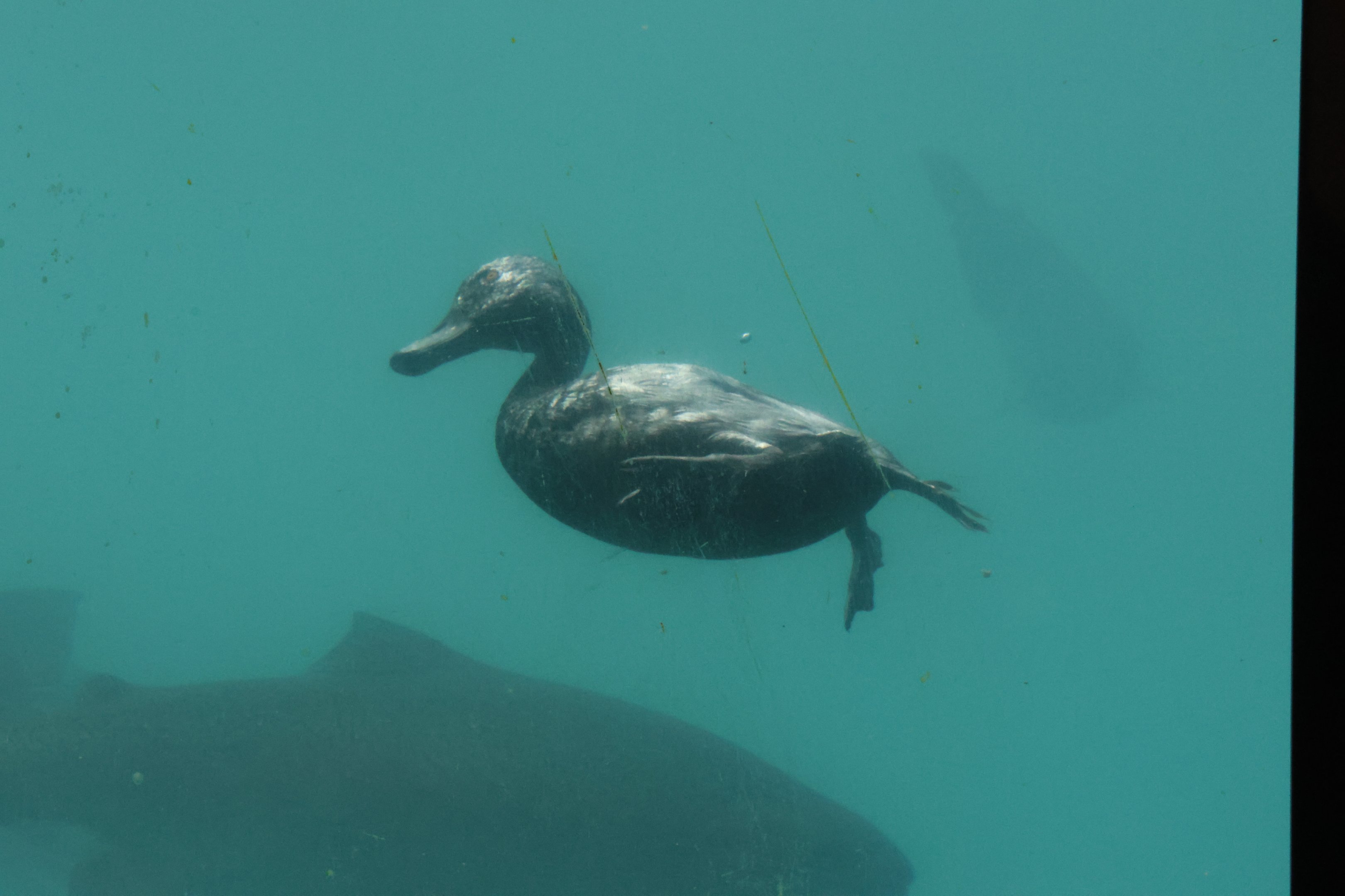 Time Tripper: New Zealand Scaup (Aythya novaeseelandiae) diving, Lake Wakatipu, Queenstown