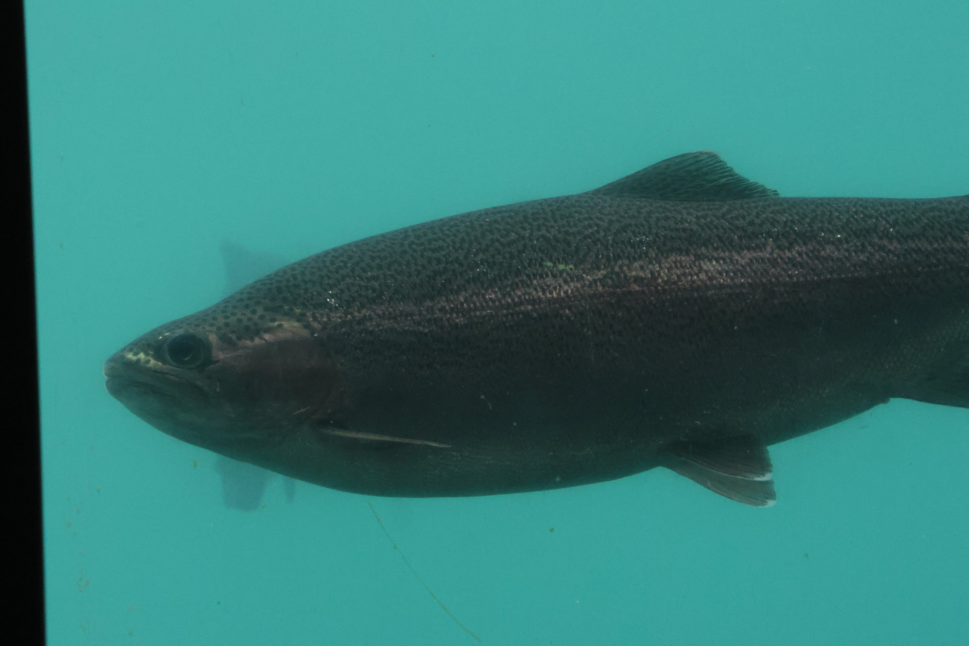 Time Tripper: Rainbow Trout (Oncorhynchus mykiss), Lake Wakatipu, Queenstown