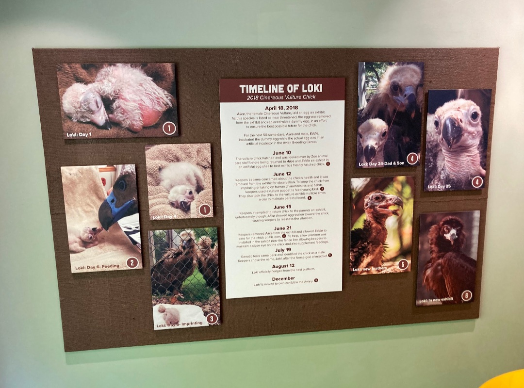 Timeline of Loki the Cinereous Vulture Sign (8/10/23)