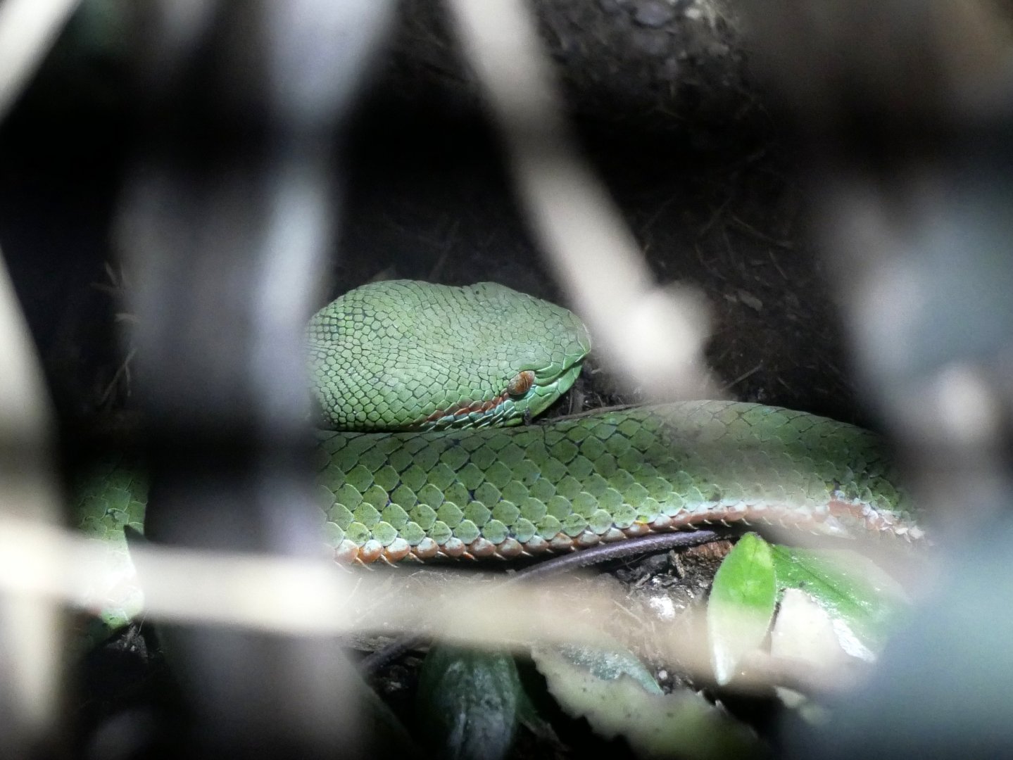 Timeresurus popeiorum