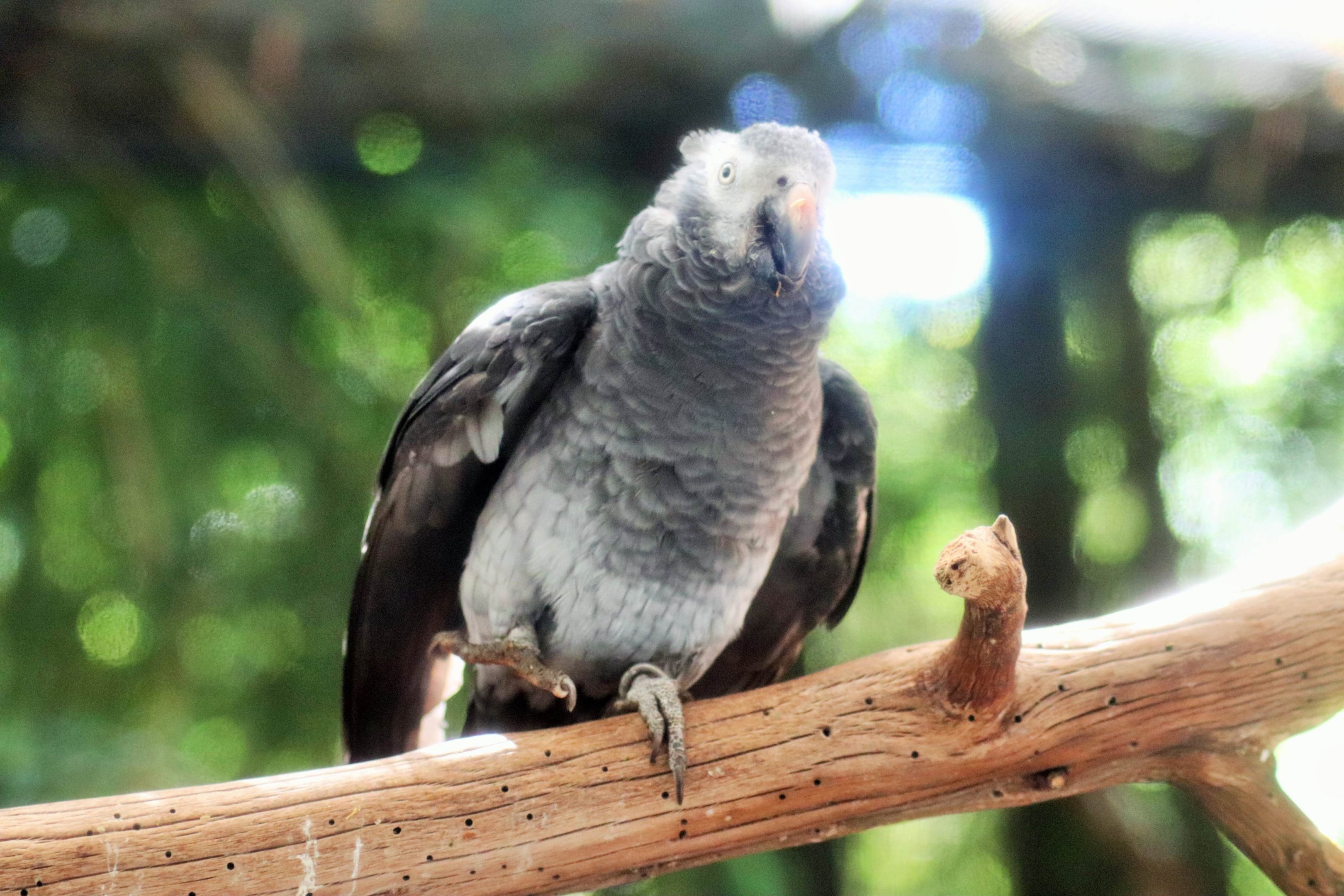 Timneh African Grey (Psittacus erithacus timneh)