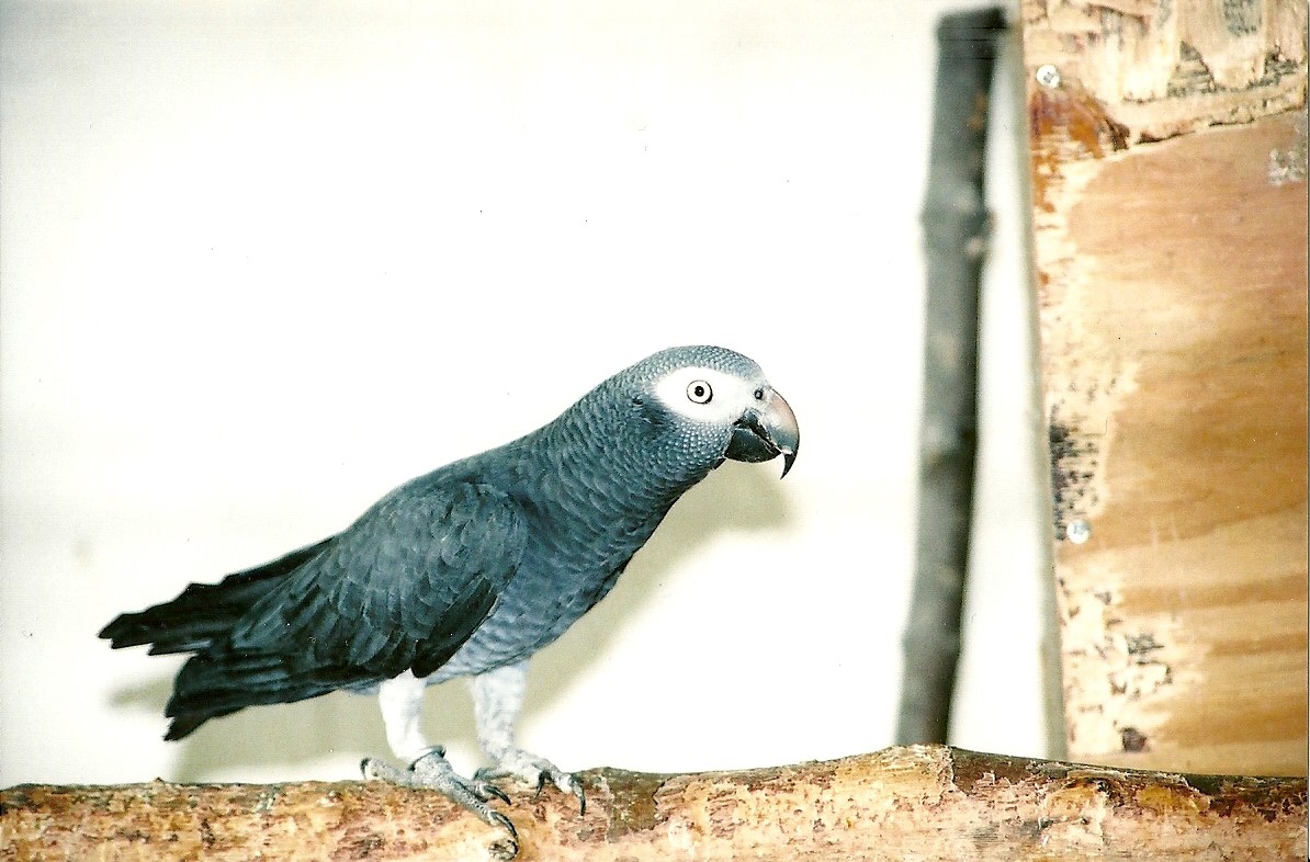 Timneh Grey Parrot, 5th September 2006