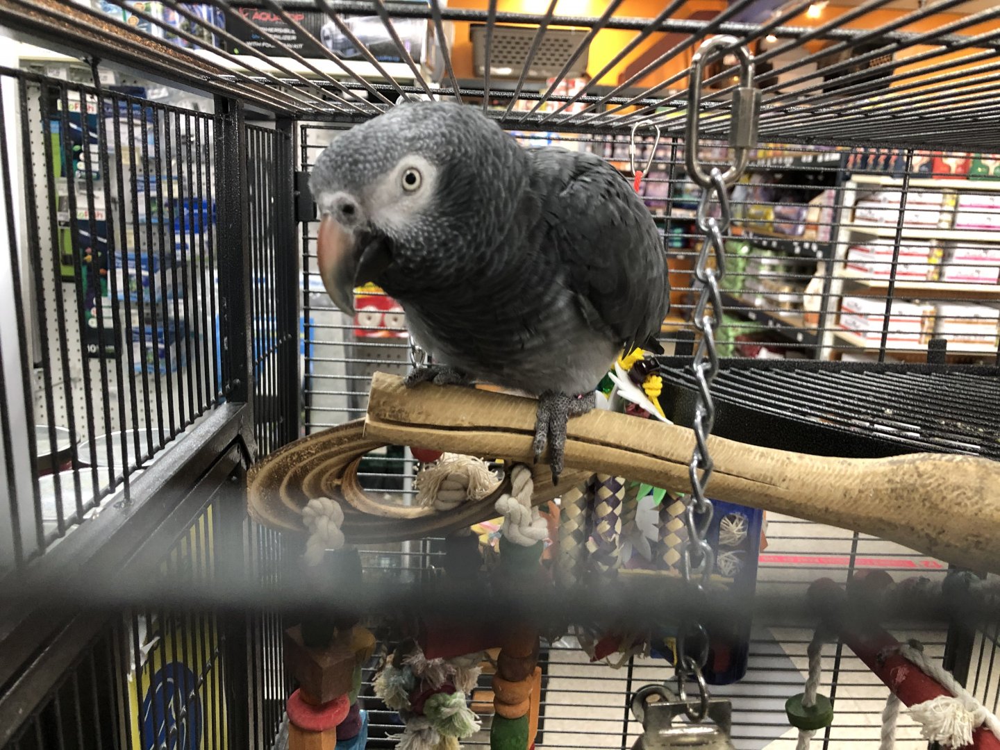 Timneh grey parrot (Arcata Pet Supply)