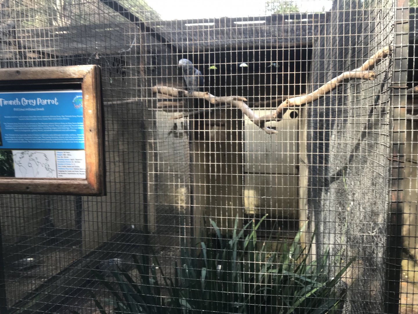 Timneh Grey Parrot Exhibit