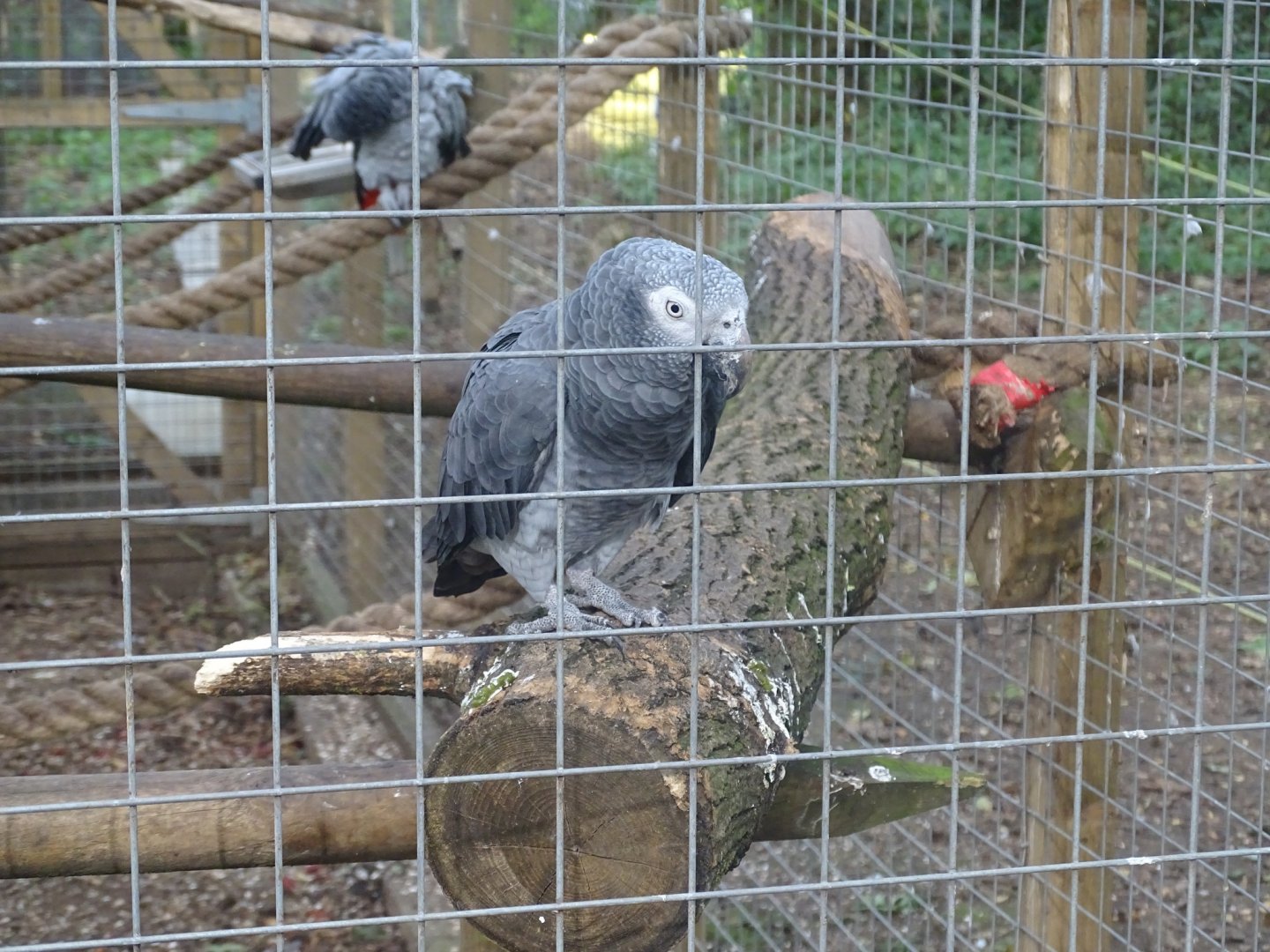 Timneh Grey Parrot in foreground, 16th October 2023