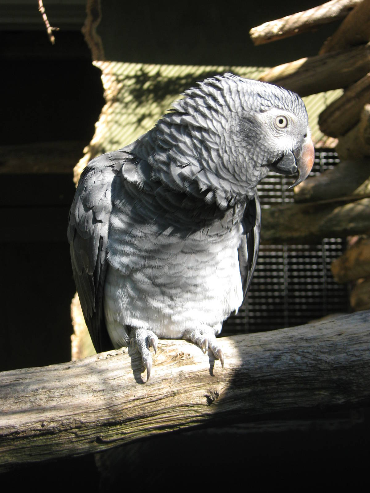 Timneh grey parrot (Psittacus erithacus timneh), Parrot Ranch