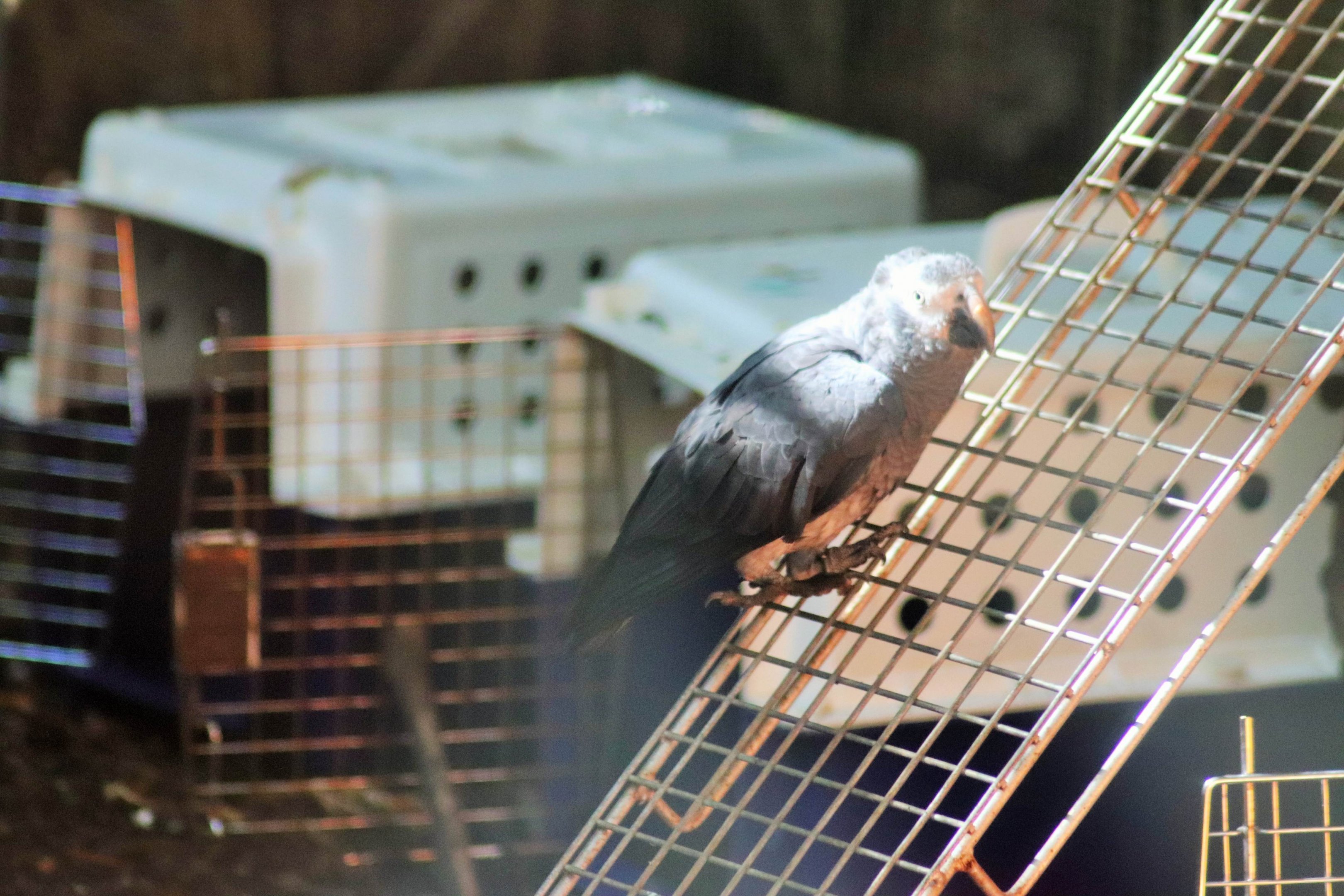 Timneh Grey Parrot  (Psittacus erithacus timneh)