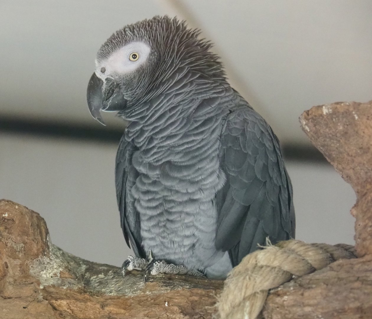 Timneh grey parrot (Psittacus timneh), 2019-04-06