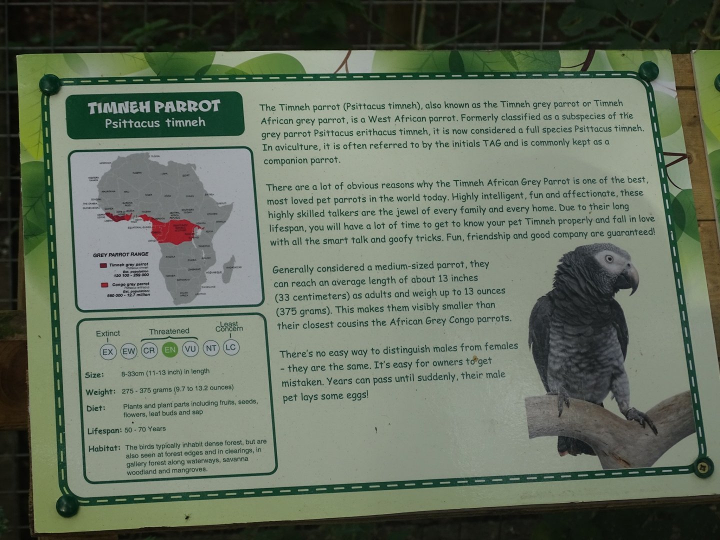 Timneh Grey Parrot signage, 16th October 2023