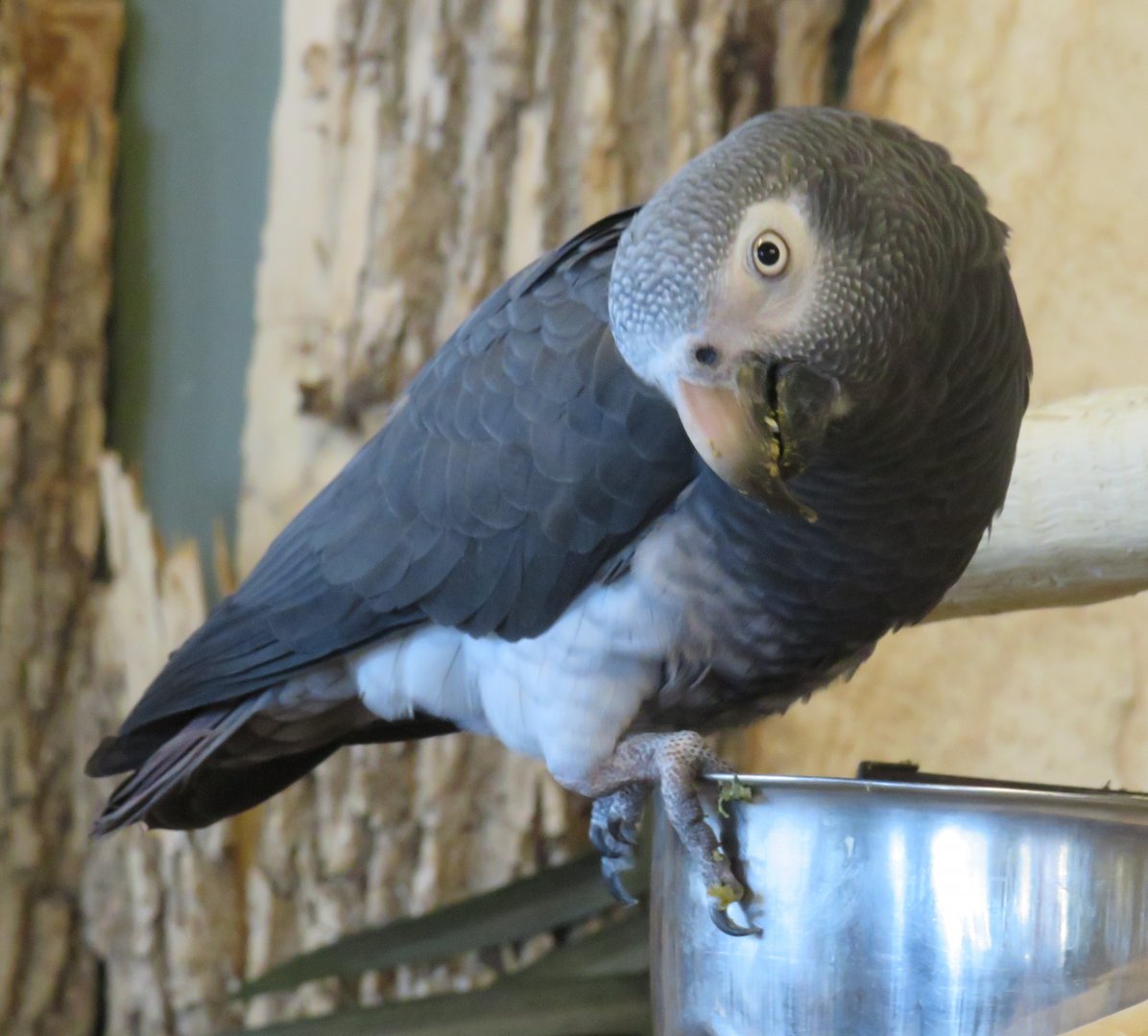 Timneh grey parrot