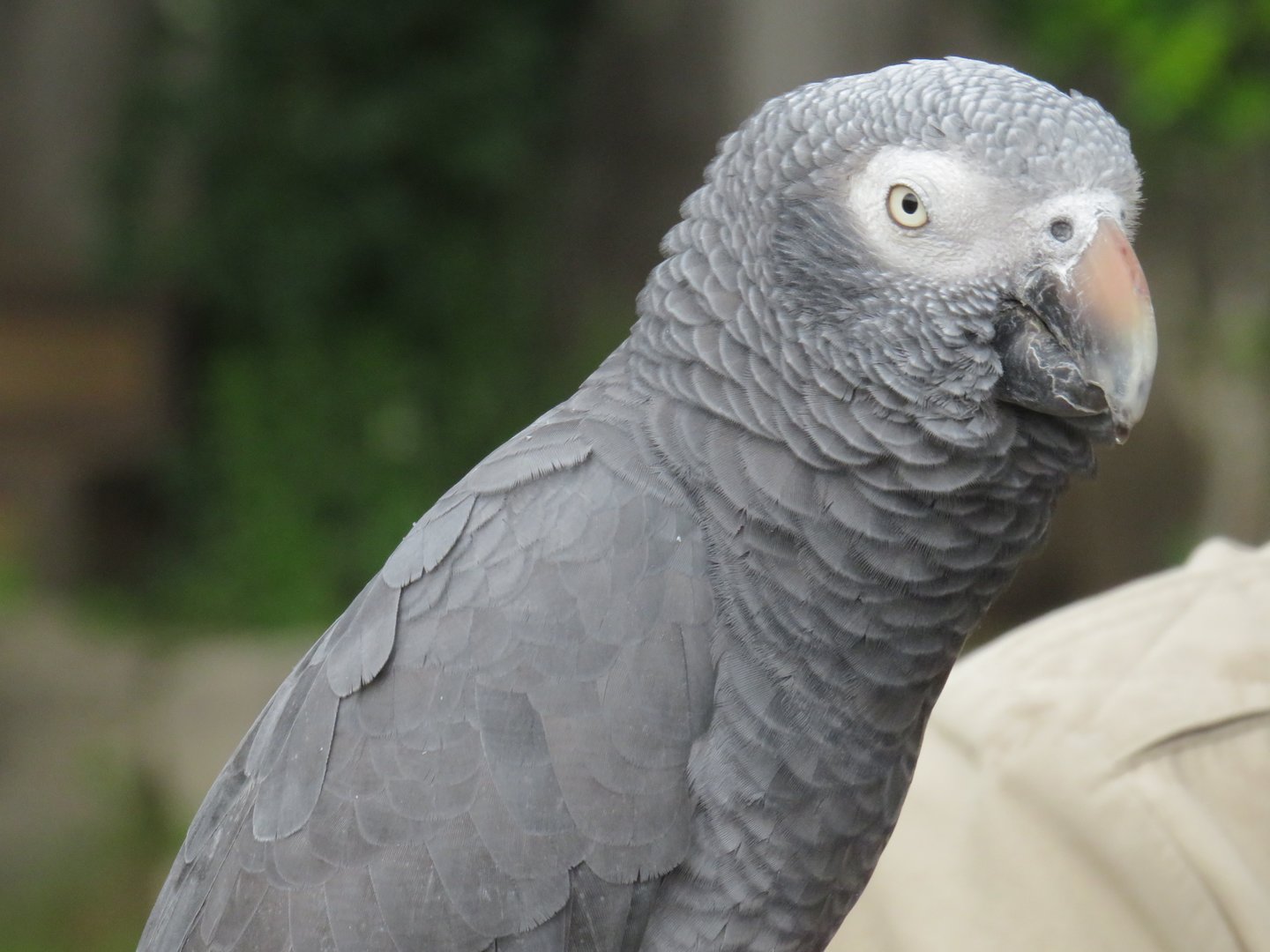Timneh grey parrot