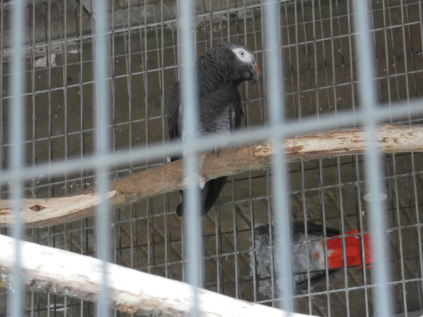 Timneh grey parrot