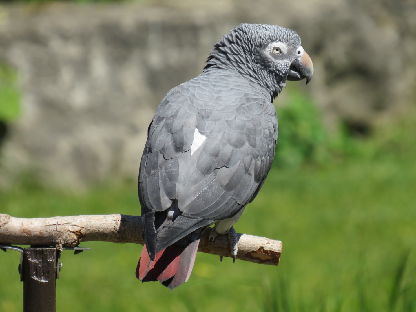 Timneh grey parrot