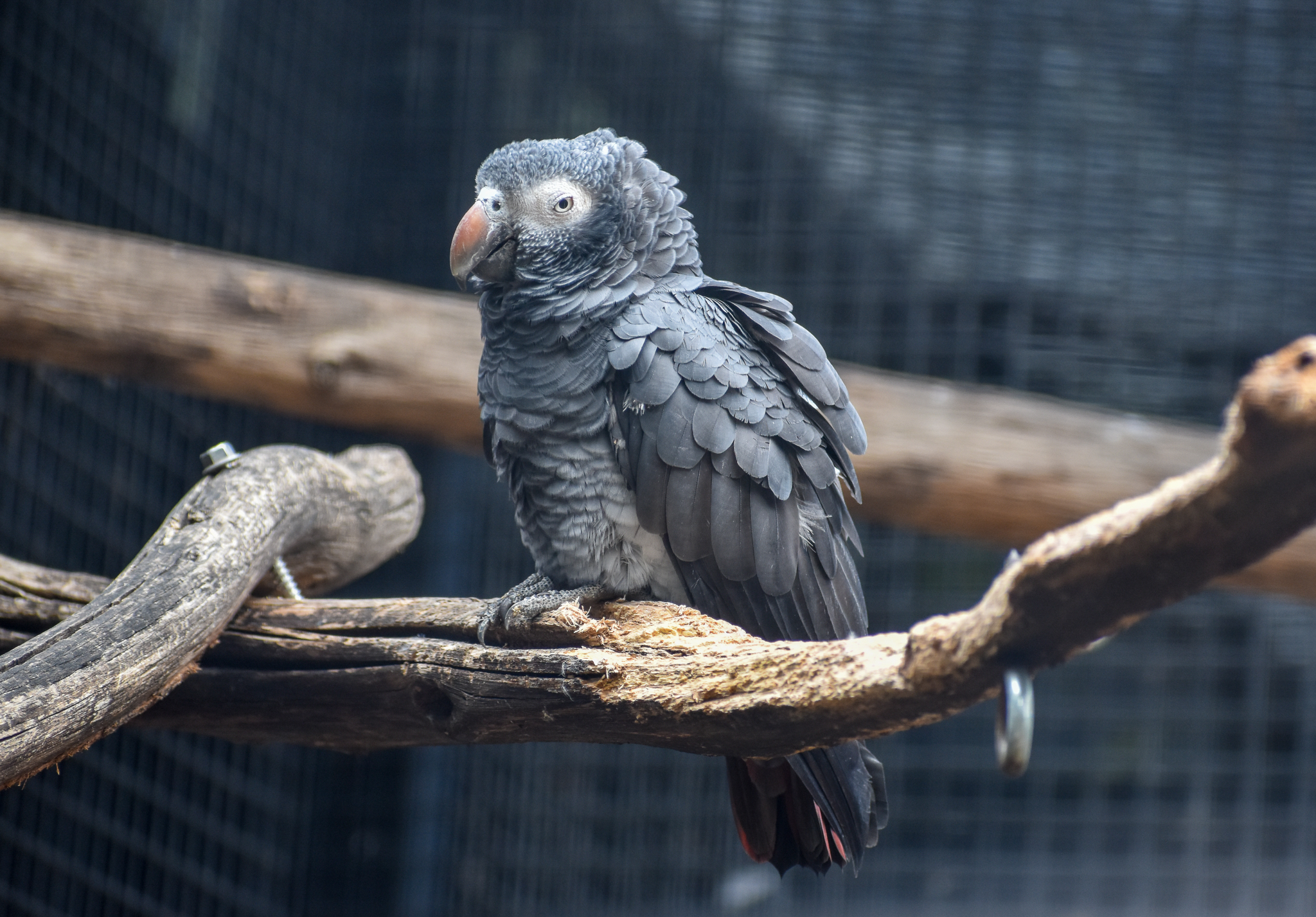 Timneh Grey Parrot