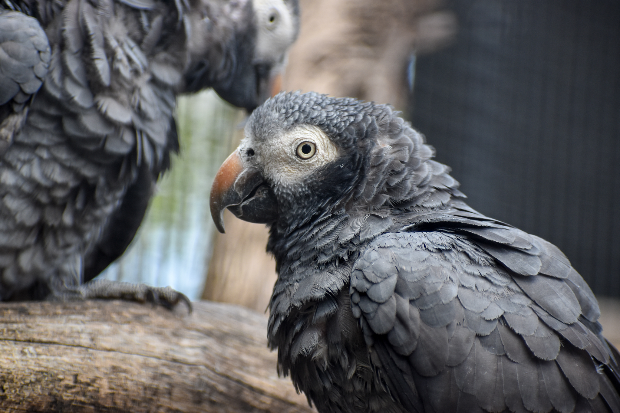 Timneh Grey Parrot