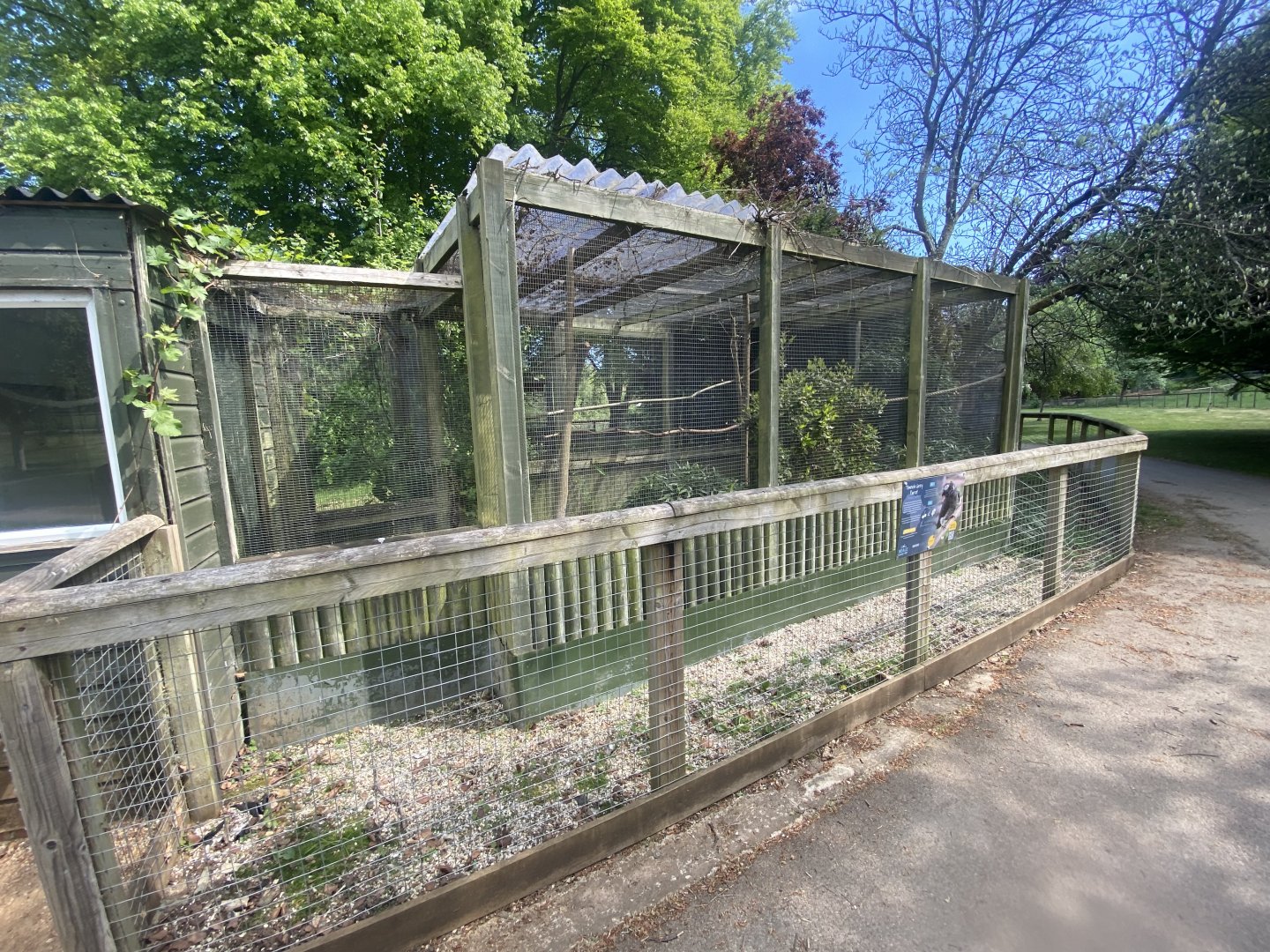 Timneh parrot aviary 090525