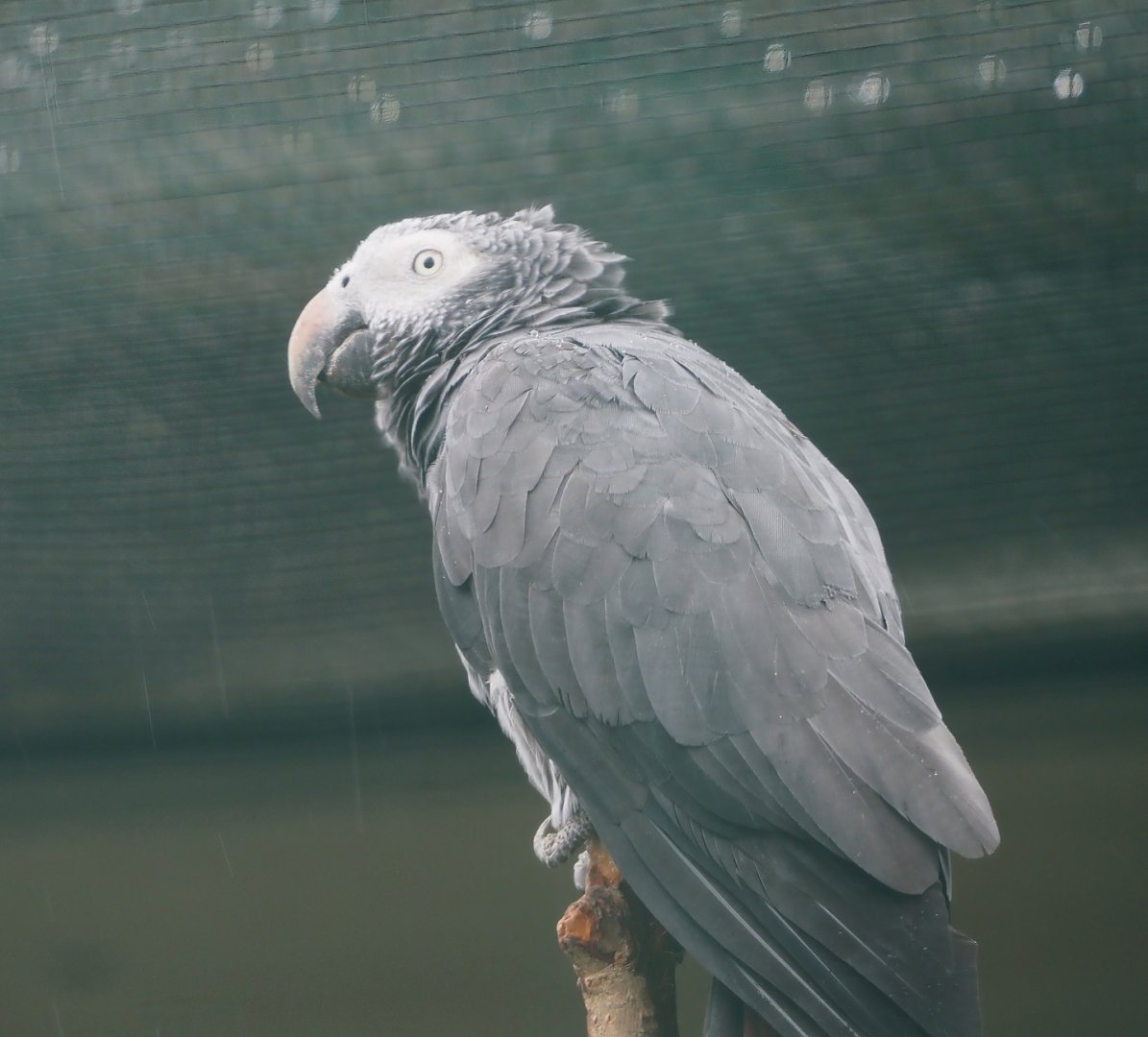 Timneh parrot (Psittacus timneh timneh), 2024-05-22