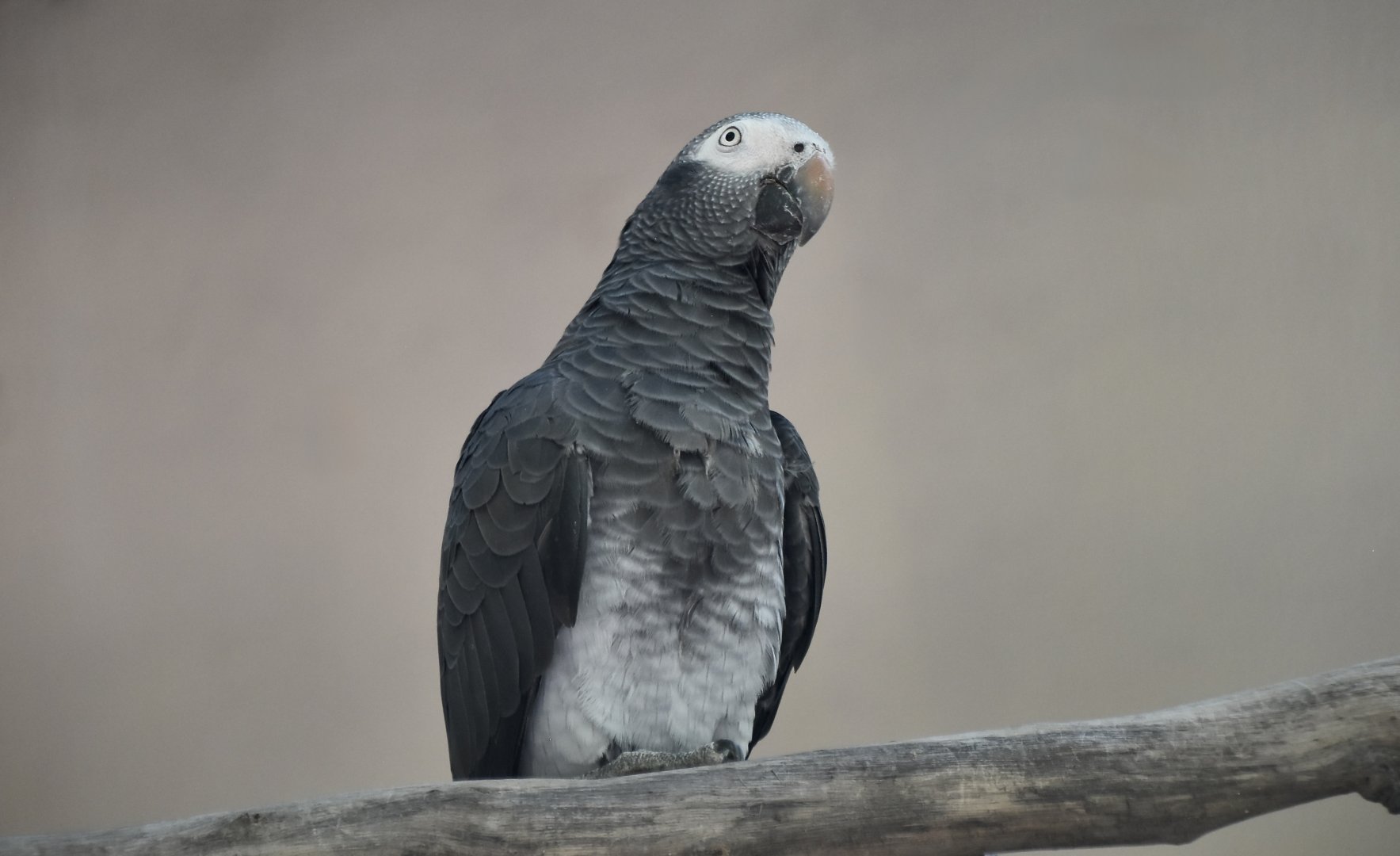Timneh Parrot (Psittacus timneh timneh)