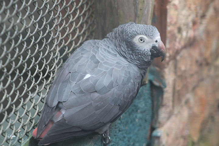 Timneh parrot (Psittacus timneh timneh)