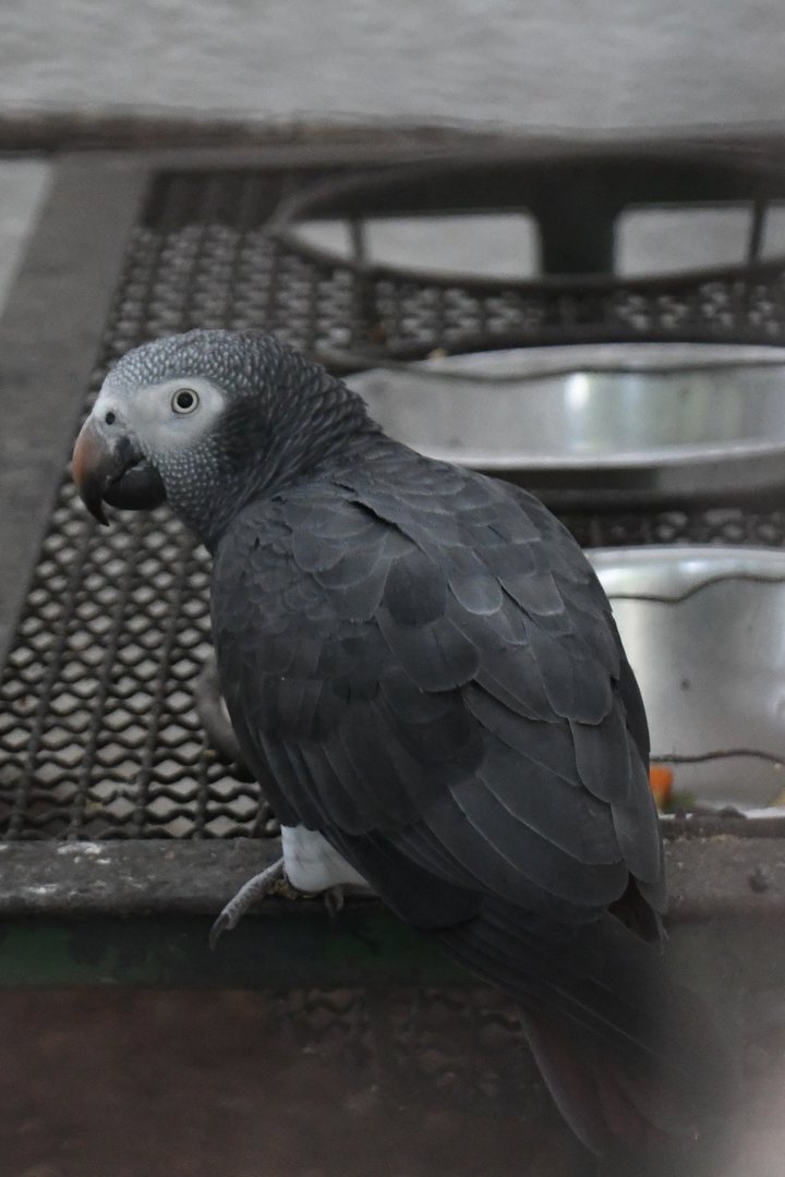 Timneh Parrot (Zoo Lourosa)