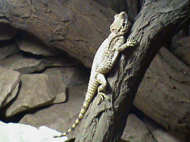 timon lepidus 160911