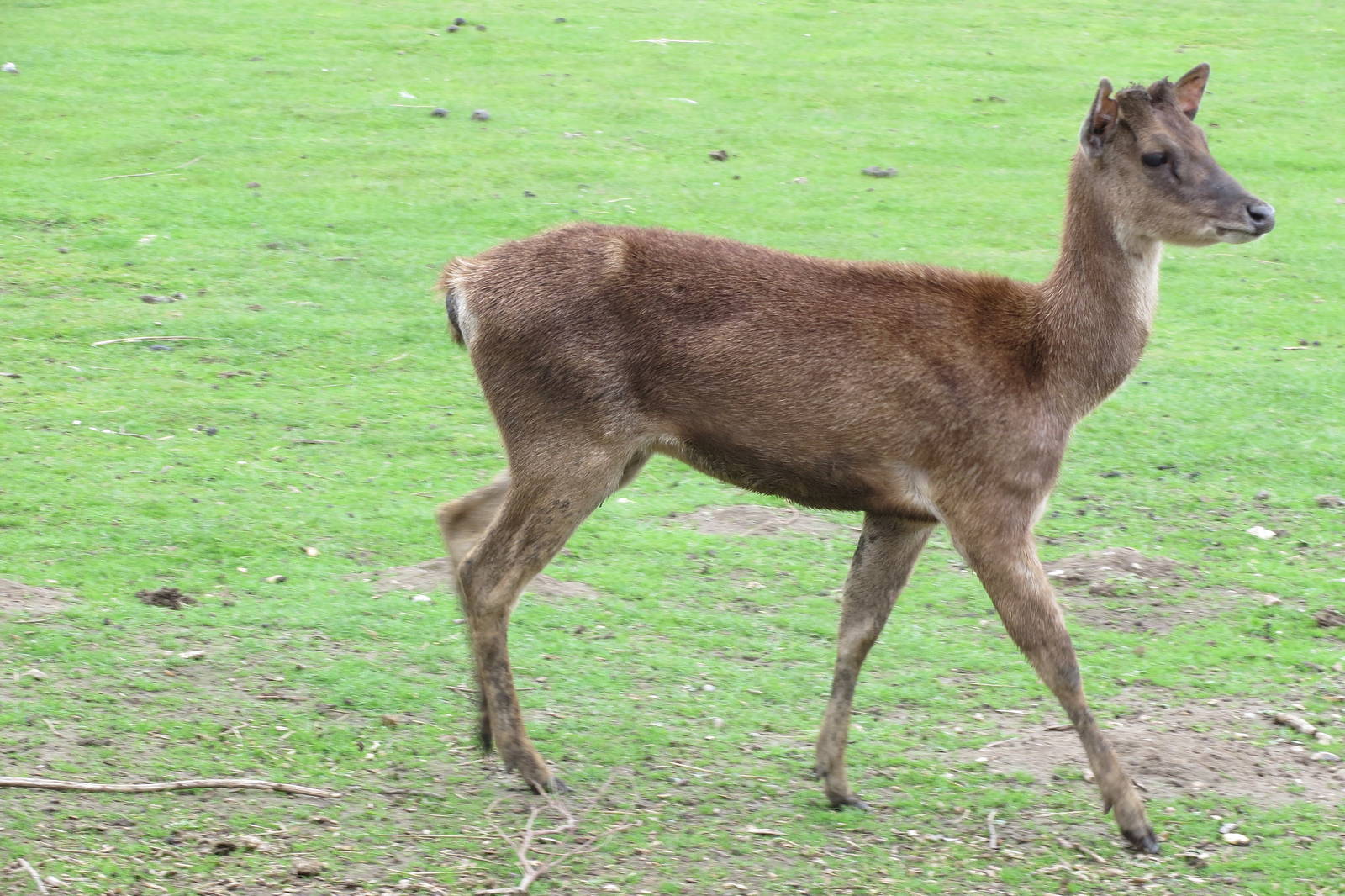 Timor Deer 090515