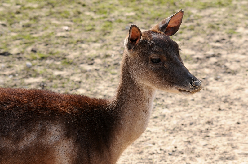 Timor deer at Bad Pyrmont
